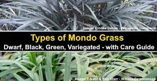 Thankfully black mondo grass does not lurk under beds or wield sharp knives, or even creep around gardens scaring small woodland creatures. Types Of Mondo Grass Dwarf Black Green With Care Guide Pictures