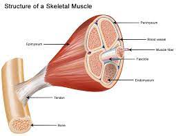 Structure Of Skeletal Muscle Seer Training Skeletal Muscle Skeletal Muscle Anatomy Muscle Structure