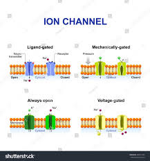 Types Of Ion Channel Classification By Gating Mechanism Of Action Voltage Gated Ligand Gated Mechanically Ga Biology Lessons Science Notes Science Biology