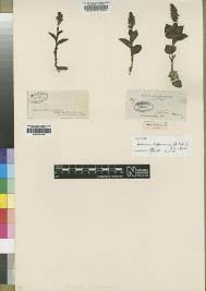 Image result for Habenaria perpulchra