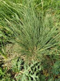 Image result for Festuca chodatiana
