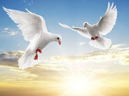 A brief description of the manhwa way to heaven: Mystical Flight Bird Heaven Dove Dom Peace Sky Harmony Hd Wallpaper Peakpx