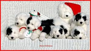 Merry christmas cute puppies christmas is just around the corner, and what's better surprise present for someone you love, than getting a cute puppy! Merry Christmas Puppies Photograph By Kathleen Struckle
