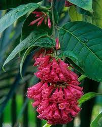 Cestrum elegans, solanaceae ailesine aittir. Cestrum Elegans Rubrum Hayloft