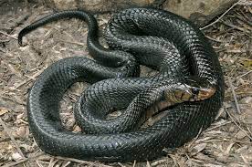 Texas Indigo Snake Snake Texas Indigo
