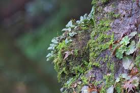 Image result for Loxogramme