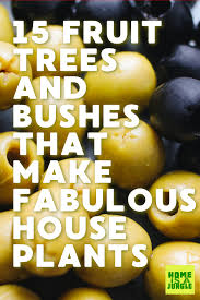 They also take advantage of such household ingredients as dish soap, vegetable oil and baking soda. 15 Fruit Trees Shrubs That Make Fabulous House Plants