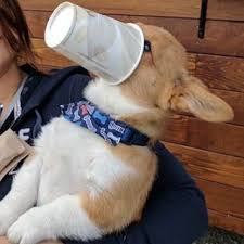 Jet Jetthecorgidorgi Instagram Photos And Videos Aphmau Aphmau Memes Corgi Puppy