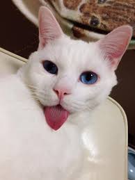 He Is The Light In The Darkness Cute Cats And Dogs Cats Cute Baby Animals