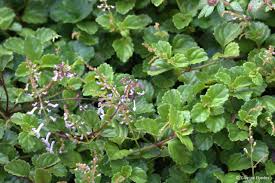 Image result for Plectranthus verticillatus