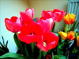 Jika secara seksual, tulips akan berkembang biak dengan menggunakan biji. Menanam Bunga Tulip Dari Bibit Umbi Cara Nanam Lihat Video Deskripsi Dibawah Youtube