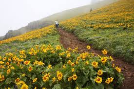 From its base at 150 feet (46 m), it climbs steeply to an elevation of 2,948 feet (899 m). Dog Mountain Wildflowers Bloom Beautifully In Misty Columbia River Gorge Oregonlive Com