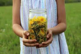 Maybe you would like to learn more about one of these? Benefits Of Dandelion For Detox Digestion Hormone Balance