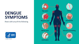 Image result for Dengue