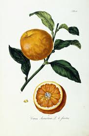 Image result for Citrus × aurantium