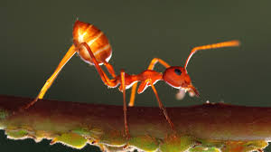 Sep 25, 2018 · discover the most extraordinary uses for epsom salt 2. Does Salt Kill Ants Insect Cop