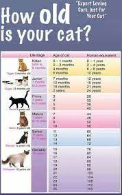 Jul 01, 2021 · cats live a long time. How Old Is Your Cat Seems Angus And I Will Hit 60 At The Same Time Cat Ages Cat Years Crazy Cats