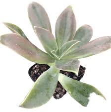 Image result for Agavaceae