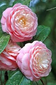 Camellias At A Glance Figure 1 Camellia Flower Beautiful Flowers Flowers Camellia Flower