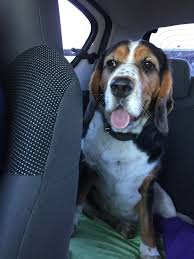 Beagle Cocker Spaniel Mix Black And Tan Onze Guus Kruising Beagle Cocker Spaniel Doggy Pets Home Appliances