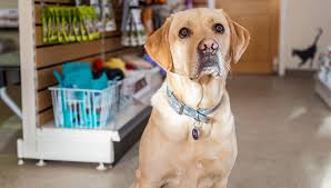 They also will require yearly physicals and necessary another good reason for putting a vet visit on the priority list is to establish an important connection, something that the american veterinary medical. Welcome To Pets 1st Vets Vets In Surrey Pets 1st Vets