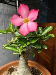 Image result for Adenium