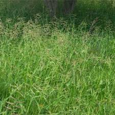 Image result for Urochloa rugulosa