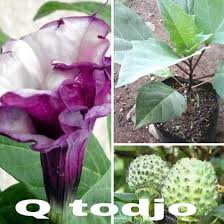 Bunga terompet merupakan sebutan untuk tumbuhan berbunga dari genus brugmansia. Promo Bibit Tanaman Pohon Bunga Kecubung Ungu Atau Bunga Terompet Lock Shopee Indonesia