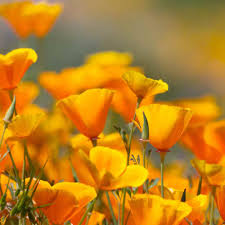 Plant poppies from seed into poor to average soil in a sunny location for a good start to growing poppy flowers in your garden. Poppy Seed California Poppy Wildflower Seeds