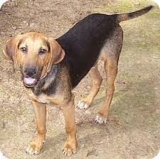 Black And Tan Coonhound Labrador Retriever Mix Conway Ar Black And Tan Coonhound Labrador Retriever Mix Meet Billie Bob A Dog For Adoption Coonhound Black And Tan Labrador Retriever Mix