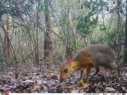 found miniature fanged deer rediscovered tiptoeing