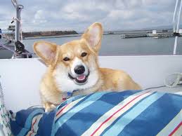 We did not find results for: Colorado Corgis Home Facebook
