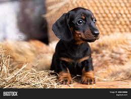What is an extreme piebald dachshund? Dachshund Puppy Black Image Photo Free Trial Bigstock
