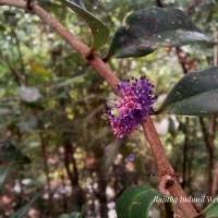 Image result for Memecylon sp. D