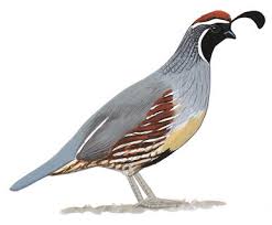Often seen scratching at the ground in large groups or dashing forward on blurred legs, california quail. California Quail Audubon Field Guide