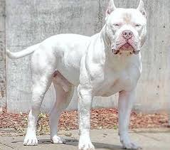 This White Pit Kopek Turleri Kopek Hayvanlar