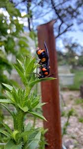 Image result for Anthospermum