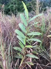 Image result for Aframomum alboviolaceum