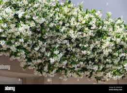 Image result for Jasminum officinale