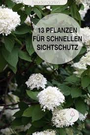 Schnell Wachsende Pflanzen Als Sichtschutz Wachsenden Pflanzen Garten Pflanzen Pflanzen