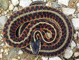 Wendell S Thriftblog Garter Snakes Snake Snake Images Garter