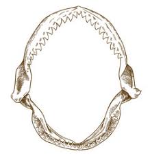 This is the first jaw i have ever done. Shark Skeleton Vector Images Over 110