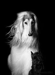 American Black And White Hound Dog The Power Of Hair Afghan Hound White Dog Photography Dog Photography
