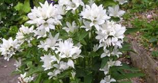 Campanula Glomerata Schneekrone Nogleklokke Farve Hvid Lysforhold Sol Halvskygge Hojde 60 Cm Blomstring Juni Juli Velegnet Til Sni Stauder Farver