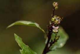 Image result for Floscopa leiothyrsa