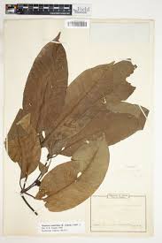 Image result for Hunteria umbellata