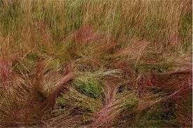 Image result for Schizachyrium claudopus