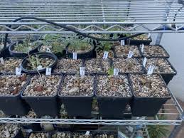 Image result for Monadenium torrei