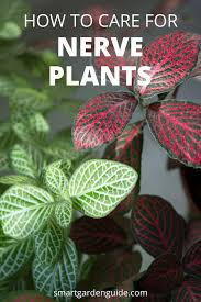 Nerve Plant Care How To Grow Fittonia Plants Plantas Permacultura Naturaleza