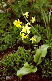 Bulbs are shipped in a dormant state. Unusual Flower Bulbs For Your Garden And How To Plant Them